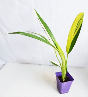 (Category: ) located in . Submitted by goodflorist (Listing ID 1441971625, Image 1). Description: .