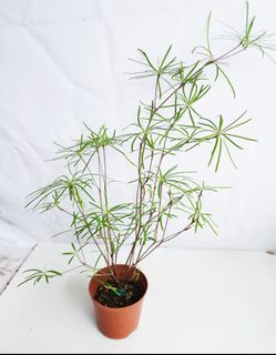 (Category: ) located in . Submitted by goodflorist (Listing ID 1441975740, Image 1). Description: .