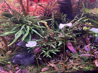 (Category: ) located in . Submitted by agathach (Listing ID 1442067992, Image 1). Description: .