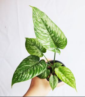 (Category: ) located in . Submitted by goodflorist (Listing ID 1441982479, Image 1). Description: .