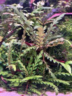 (Category: ) located in . Submitted by agathach (Listing ID 1442065629, Image 1). Description: .