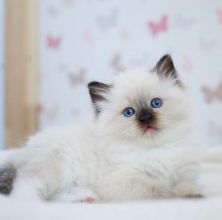 Kucing ragdoll Dijual | Carousell Indonesia