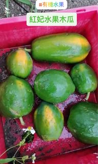 （分類：）位於 。 由 _delightgarden 提交（商品編號 1442012420，圖片 1）。簡介： 。