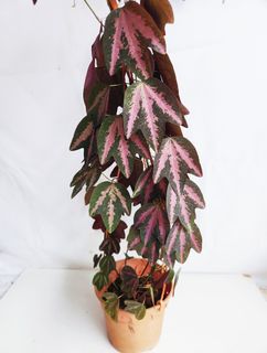 (Category: ) located in . Submitted by goodflorist (Listing ID 1441973234, Image 1). Description: .