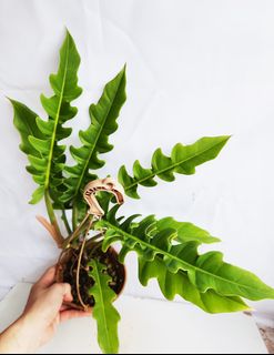 (Category: ) located in . Submitted by goodflorist (Listing ID 1441982630, Image 1). Description: .