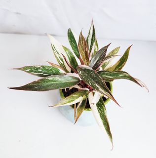(Category: ) located in . Submitted by goodflorist (Listing ID 1441983380, Image 1). Description: .