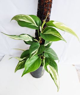 Philodendron Bonifaziae, Furniture & Home Living, Gardening, Plants & Seeds  on Carousell