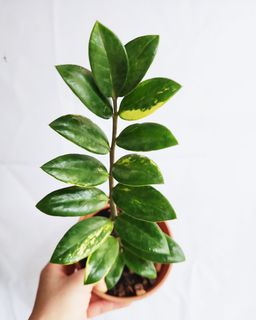 (Category: ) located in . Submitted by goodflorist (Listing ID 1441971716, Image 1). Description: .