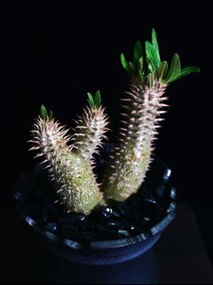 （分類：）位於 。 由 caudex_wonders 提交（商品編號 1442325736，圖片 1）。簡介： 。