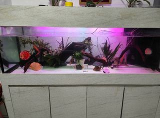 (Category: ) located in . Submitted by aldorphin (Listing ID 1442290023, Image 1). Description: .