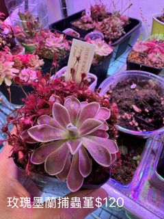 （分類：）位於 。 由 keenphoenix.3ddc8c 提交（商品編號 1442292680，圖片 1）。簡介： 。