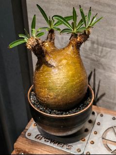（分類：）位於 。 由 tkh41 提交（商品編號 1442302284，圖片 1）。簡介： 。