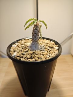 （分類：）位於 。 由 plantplayer 提交（商品編號 1442270719，圖片 1）。簡介： 。