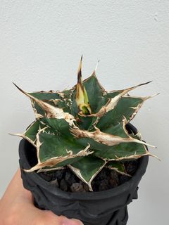 （分類：）位於 。 由 kf12391 提交（商品編號 1442317077，圖片 1）。簡介： 。
