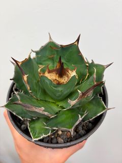 （分類：）位於 。 由 kf12391 提交（商品編號 1442316568，圖片 1）。簡介： 。