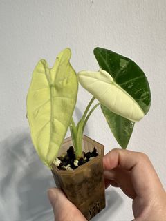 (Category: ) located in . Submitted by plant_addict (Listing ID 1442253406, Image 1). Description: .