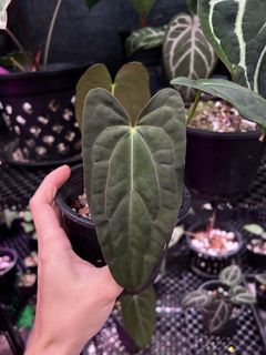 (Category: ) located in . Submitted by arfplants (Listing ID 1442237475, Image 1). Description: .