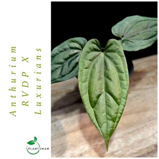 Anthurium Collection item 1