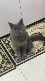 (Category: ) located in . Submitted by catlovers76 (Listing ID 1442171383, Image 1). Description: .