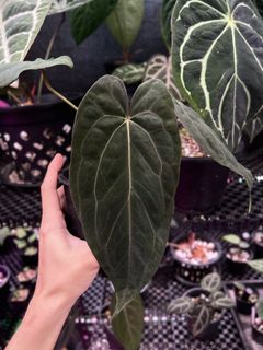 (Category: ) located in . Submitted by arfplants (Listing ID 1442237127, Image 1). Description: .