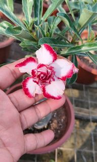 (Category: ) located in . Submitted by jtflorist (Listing ID 1442157030, Image 1). Description: .