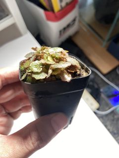(Category: ) located in . Submitted by yellow.blue.leafing (Listing ID 1442192639, Image 1). Description: .