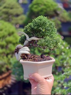(Category: ) located in . Submitted by jia_bonsai_singapore (Listing ID 1442219609, Image 1). Description: .