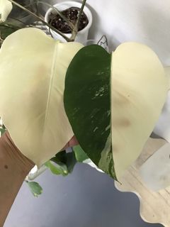 (Category: ) located in . Submitted by PlantsRanger (Listing ID 1442208852, Image 1). Description: .