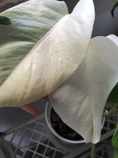 (Category: ) located in . Submitted by PlantsRanger (Listing ID 1442209928, Image 1). Description: .