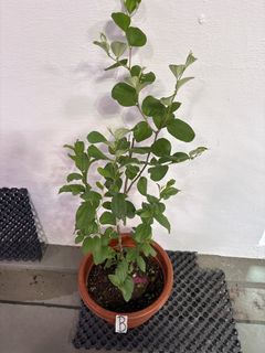 (Category: ) located in . Submitted by bernbuyandsell (Listing ID 1442204863, Image 1). Description: .