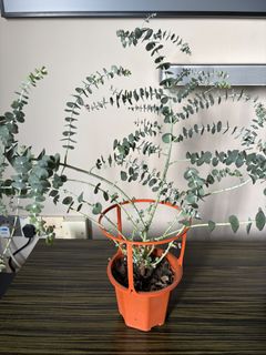 (Category: ) located in . Submitted by Plantinstyle (Listing ID 1442395048, Image 1). Description: .