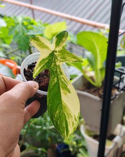 (Category: ) located in . Submitted by plantcorner (Listing ID 1442503321, Image 1). Description: .