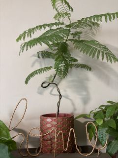 (Category: ) located in . Submitted by Plantinstyle (Listing ID 1442395592, Image 1). Description: .