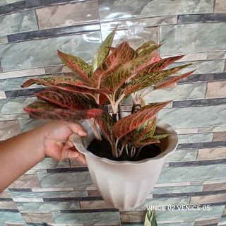 (Category: ) located in . Submitted by plantcorner (Listing ID 1442503459, Image 1). Description: .
