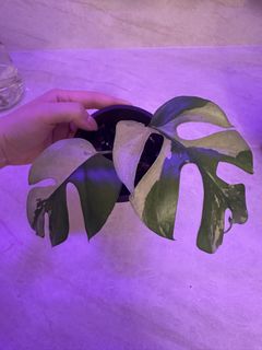 (Category: ) located in . Submitted by plantswap (Listing ID 1442441854, Image 1). Description: .