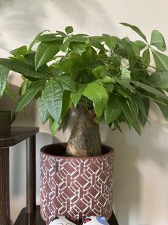 (Category: ) located in . Submitted by Plantinstyle (Listing ID 1442395249, Image 1). Description: .
