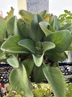(Category: ) located in . Submitted by Plantinstyle (Listing ID 1442394797, Image 1). Description: .