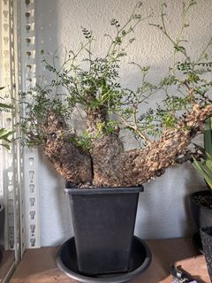 (Category: ) located in . Submitted by polybaggardener (Listing ID 1442344606, Image 1). Description: .