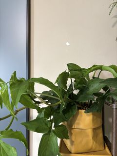 (Category: ) located in . Submitted by Plantinstyle (Listing ID 1442395769, Image 1). Description: .
