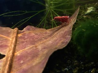 (Category: ) located in . Submitted by shrimpnerds (Listing ID 1442681160, Image 1). Description: .