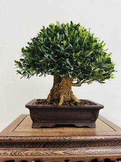(Category: ) located in . Submitted by victorbonsai (Listing ID 1442634507, Image 1). Description: .