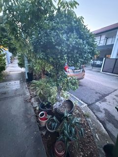 (Category: ) located in . Submitted by kakipo (Listing ID 1442720850, Image 1). Description: .