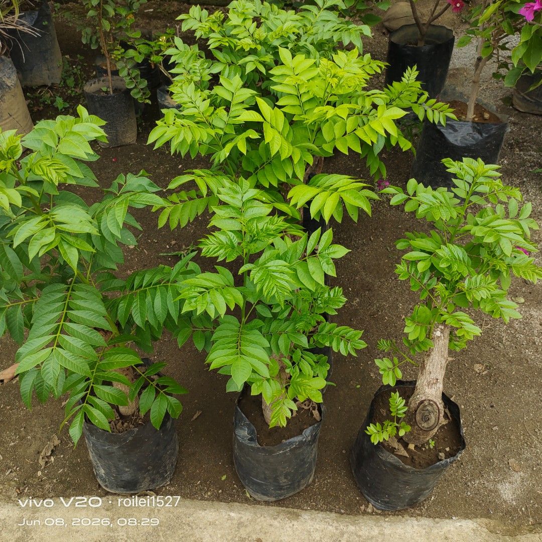 Native atis (Category: Plants & Seeds) located in Silang. Submitted by luckykoki2018 (Listing ID 1442546694, Image 1). Description: .