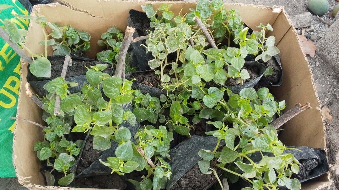 Pansit Pansitan Leaves/plant roasted (Category: Plants & Seeds) located in Caloocan City. Submitted by silverriver.2eb805 (Listing ID 1442576349, Image 3). Description: Pansit Pansitan Leaves Pasitan roated.
