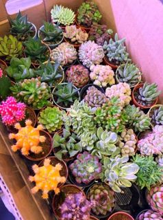 (Category: ) located in . Submitted by lushglassdoor (Listing ID 1442580372, Image 1). Description: .