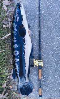 (Category: ) located in . Submitted by jcfishes (Listing ID 1437835839, Image 1). Description: .