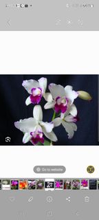 (Category: ) located in . Submitted by lluddimun.sb (Listing ID 1442683902, Image 1). Description: .