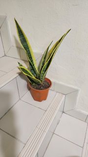 (Category: ) located in . Submitted by ecobotanystudio (Listing ID 1442690519, Image 1). Description: .