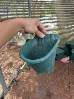 (Category: ) located in . Submitted by clearancecheapplants (Listing ID 1442763076, Image 1). Description: .