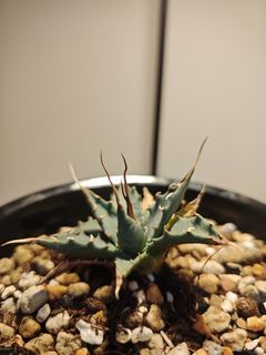 （分類：）位於 。 由 plantplayer 提交（商品編號 1442924163，圖片 1）。簡介： 。